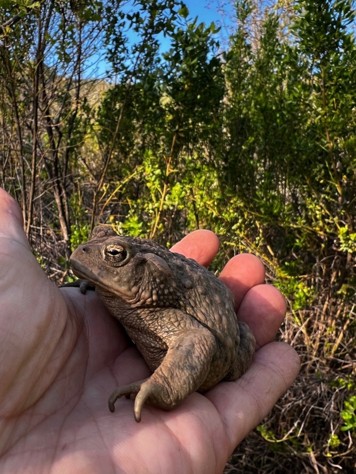 California Toad